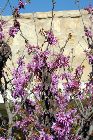 cercis siliquastrum whole