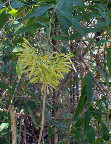 Cestrum parqui close