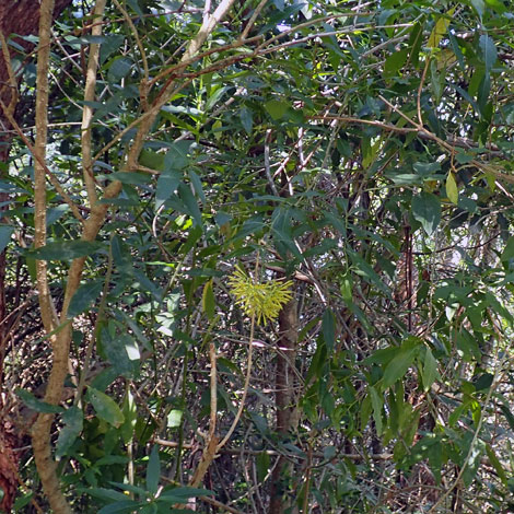 Cestrum parqui whole