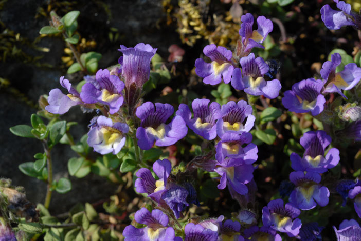 Chaenorhinum origanifolium