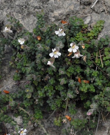 Chaenorhinum oroganifolium ssp cadevallii whole