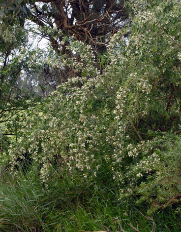 Chamaecytisus palmensis whole