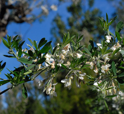 Chamaecytisus palmensis whole