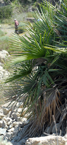 Chamaerops humilis close