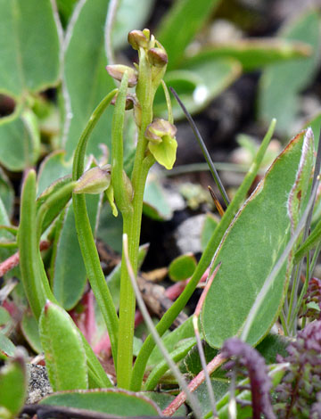 Chamorchis alpina close