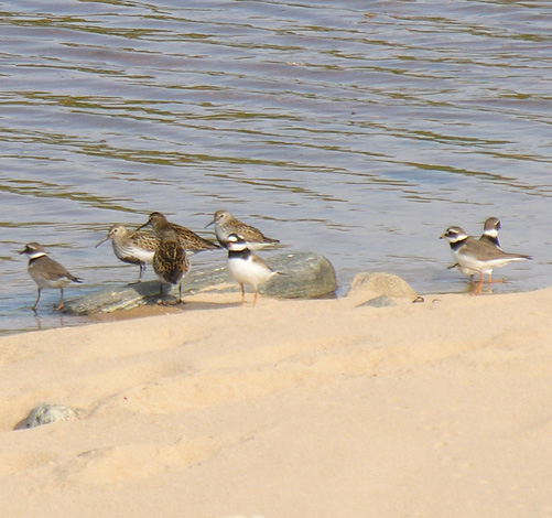 Charadrius hiaticula Ringed Plover