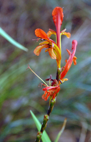 Chasmanthe floribunda flower