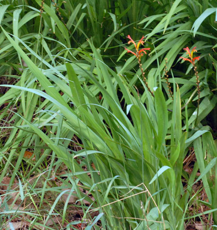 Chasmanthe floribunda whole