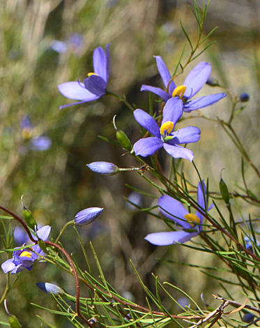 Cheiranthera simplicifolia close