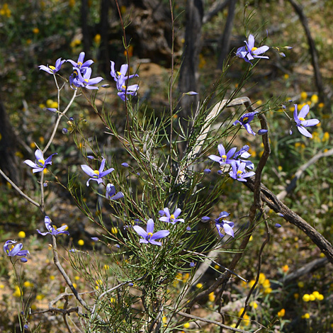 Cheiranthera simplicifolia whole