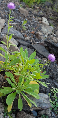 Cheirolophus burchardii whole