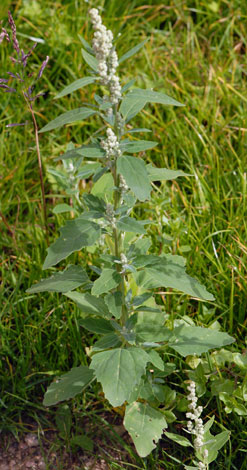 Chenopodium album side