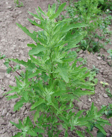 Chenopodium ficifolium close