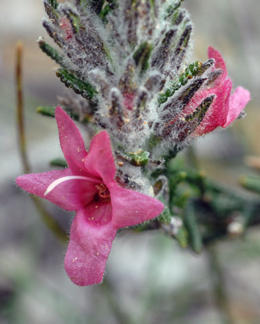 Chloanthes coccinea close