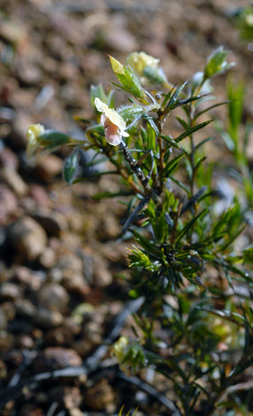 Chorizema aciculare whole