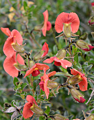 Chorizema dicksonii close