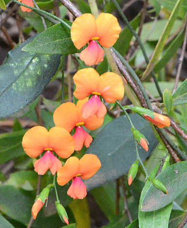 Chorizema diversifolium close