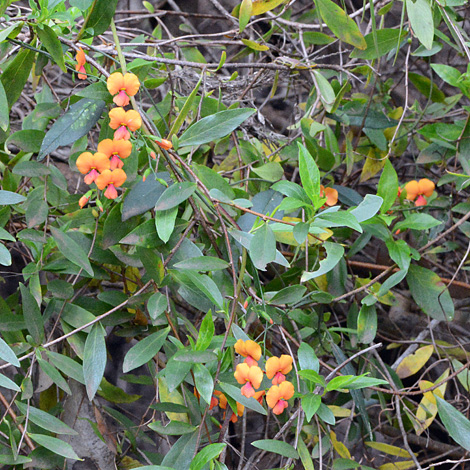 Chorizema diversifolium whole