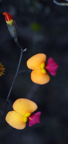 Chorizema glycinifolium close