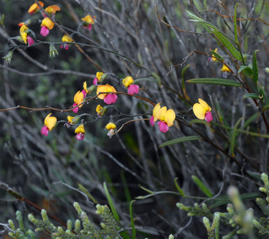 Chorizema glycinifolium whole