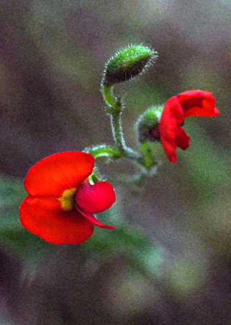 Chorizema nanum flower
