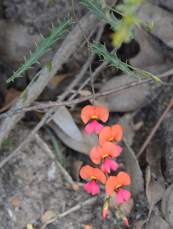 Chorizema retrorsum close
