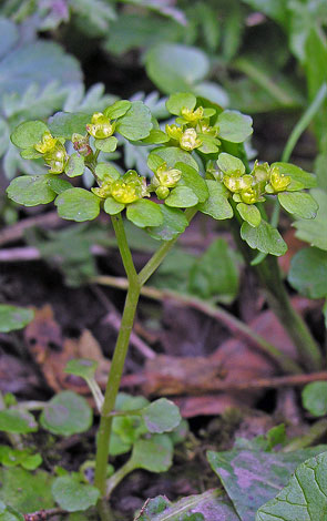 Chrysosplenium oppositifolium