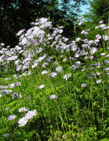 Cicerbita macrophylla whole