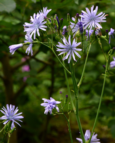 Cicerbita plumieri close