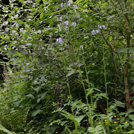 Cicerbita plumieri whole