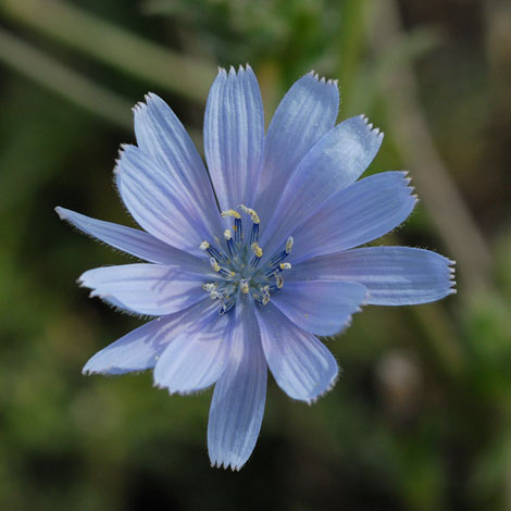 Cichorium endivia close