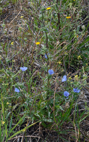Cichorium endivia whole