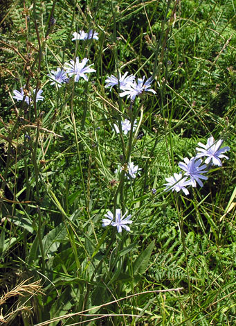 Cichorium intybus