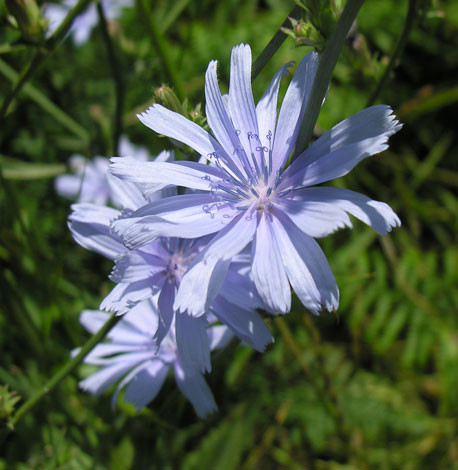 Cichorium intybus flower