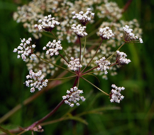 Cicuta virosa flowers