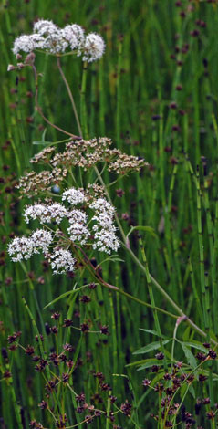 Cicuta virosa whole