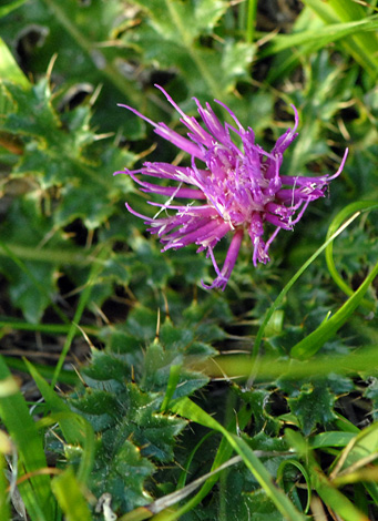 Cirsium acaule close