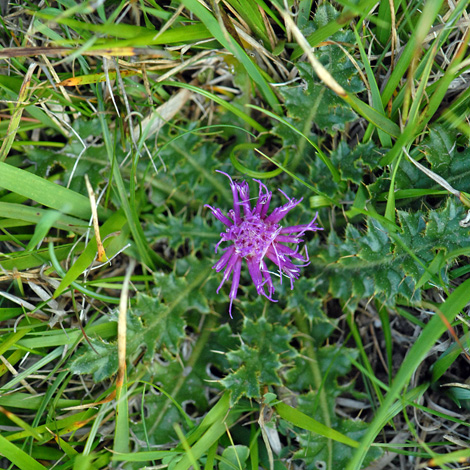 Cirsium acaule whole