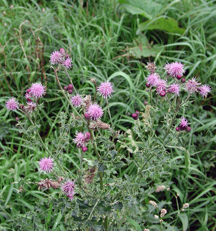 Cirsium arvense whole