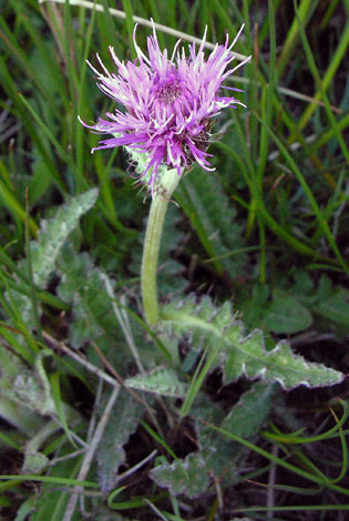 Cirsium dissectum close