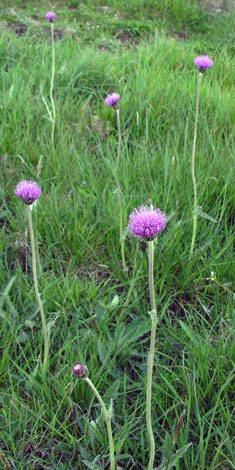 Cirsium dissectum habitat