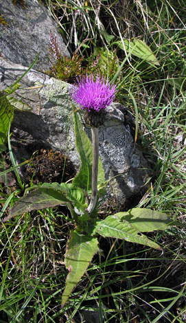 Cirsium heterophyllum whole