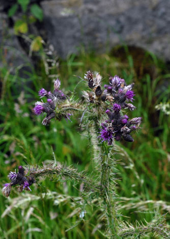 Cirsium palustre whole