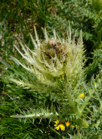 Cirsium spinosissimum close