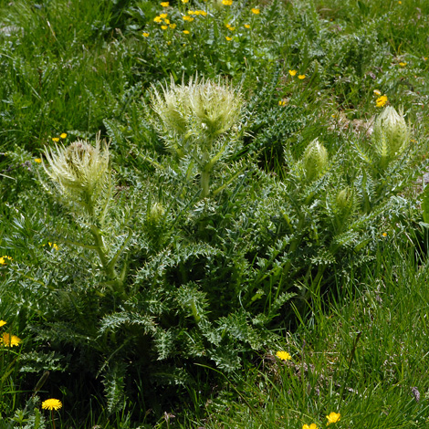 Cirsium spinosissimum whole