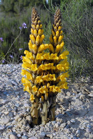 Cistanche phelypaea deep yellow