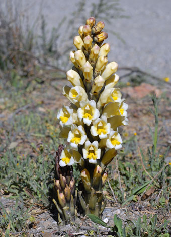 Cistanche phelypaea pale yellow