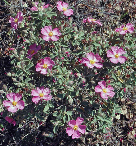 Cistus creticus