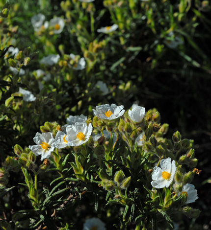 Cistus monspeliensis close