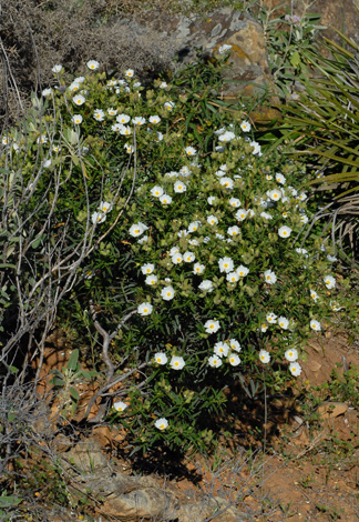 Cistus monspeliensis whole